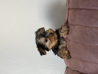 Çok şeker yorkshire terrier