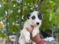 Ankaranın en özel border collie yavruları