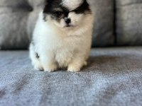 Yok denilecek kadar az panda pomeranian yavrular