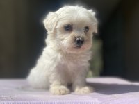 Sıfır numara maltese