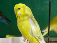 ERKUT PETTEN YAVRU JUMBO MUHABBET KUŞLARI