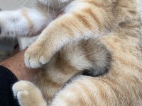 Saf kan golden british shorthair