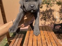 Saf kan cane corso yavrularımız