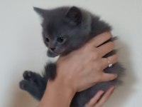 Uygun British shorthair