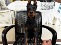 KING DOBERMAN YAVRULARIMIZ HAZIRDIR