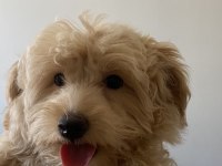 3 Aylık Maltipoo Oğlum