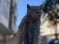 Brıtısh Shortair Blue Point