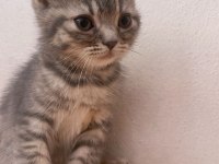 Dişi Scottish Fold yavrumuz yeni yuvasına gitmeye hazır