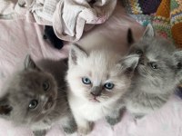 BRİTİSH SHORTHAİR KEDİMİZ
