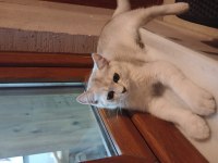 Kendi kedimin british shorthair yavrusudur