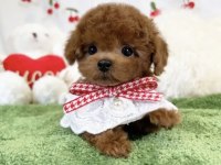 Toy Poodle Köpeğim