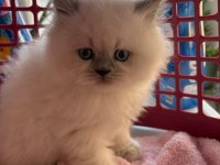 Ayı Surat Bluepoint British Shorthair