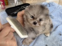 BLUE MERLE POMERANİAN MİNİ BOY