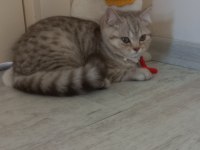 British kızım tarçın