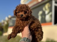 Show kalite redbrown toy poodle ziyarete açık