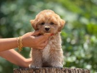 AŞILI VE ÇİŞ EĞİTİMLİ MALTİPOO BEBEKLER 