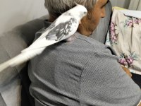 9 Aylık Erkek Sultan Papağanı