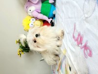 Kif şecere anne ve baba yavrusu çanta boy maltese