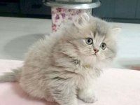 A kalite safkan chinchilla longhair kedim