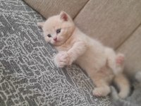 Satılık cins kediler