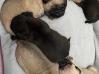 PUG MOPS YAVRULAR KREM SİYAH