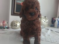 Toy poodle bebek köpekler