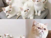 EXOTİC SHOW BEBEK KEDİLERİM