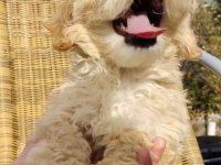 Şeker Bebek Maltipoo Senin Olsun!
