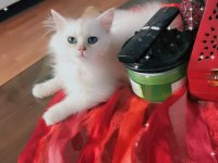Pamuk Prenses British Longhair