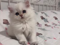 Safkan British Longhair Bebekler