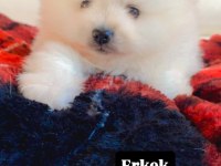 Erkek pomeranian boo