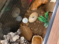 Leopard gecko