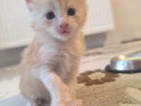 XXL boy safkan maine coon yavrular
