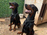ERKEK - DİŞİ EUROPEAN DOBERMAN MAYBACH-VENÜS