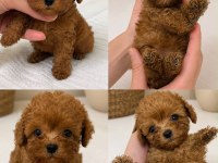 A kalite poodle