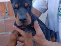 A şecere üst düzey doberman
