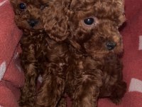 OYUNCAK BOY SAF KORE TOY POODLE BEBEKLERİMİZ