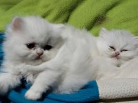 1 aylık saf kan iran kedisi