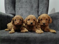 Maltipoo yavrularımız