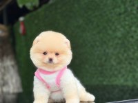 En tatlı Pomeranian Boo