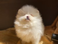 Irk ve sağlık garantili pomeranian