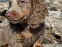 Isabella Nadir Bukunan Dachshund Bebekler Garantili