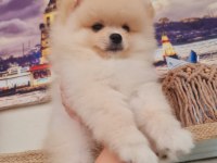 pomeranian boo kaçırma uygun