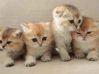 ŞECERELİ SAFKAN GOLDEN BRİTİSH BEBEKLER