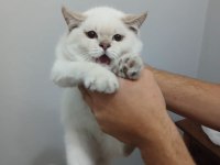 British shorthair 3 aylık
