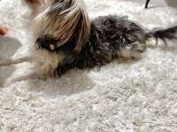Yorkshire terrier