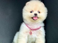 Sevimli Pomeranian Boo Yavrularımız