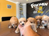 MALTİPOO TESLİMLER BAŞLADI ANKARA MAĞAZAMIZDA GÖRÜN