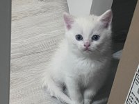 British shorthair yavrularıma yuva arıyorum