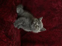 Cüce british shorthair dişi bebek